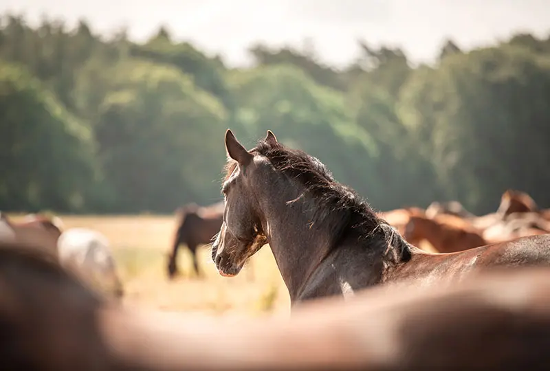 Paarden in het veld