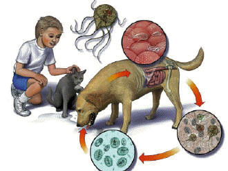 Giardia parasiet bij honden. Giardia hond besmettelijk voor mens