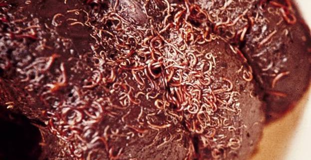 Kleine bloedwormen op mestbal (foto M. Eysker)
