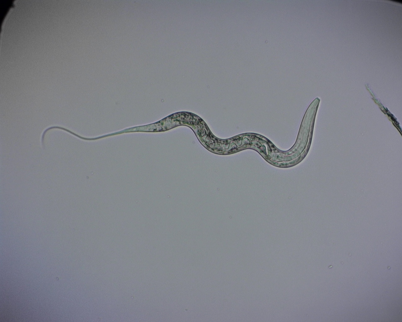 Geïsoleerde longworm larfje