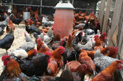 Biologisch gehouden kippen